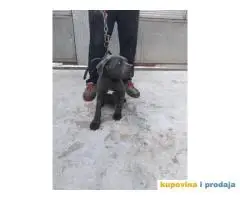 Prodaja Cane Corso pasa