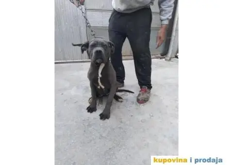 Prodaja Cane Corso pasa - 2/15