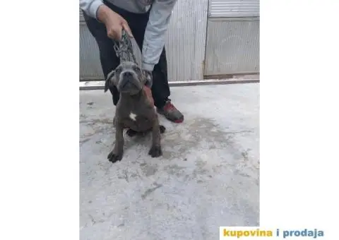 Prodaja Cane Corso pasa - 3/15