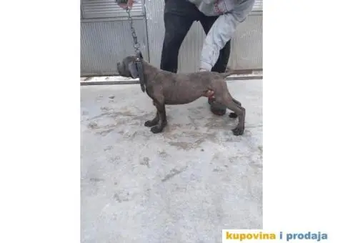 Prodaja Cane Corso pasa - 4/15