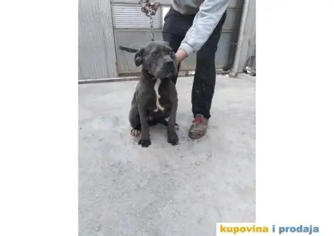 Prodaja Cane Corso pasa - 5/15