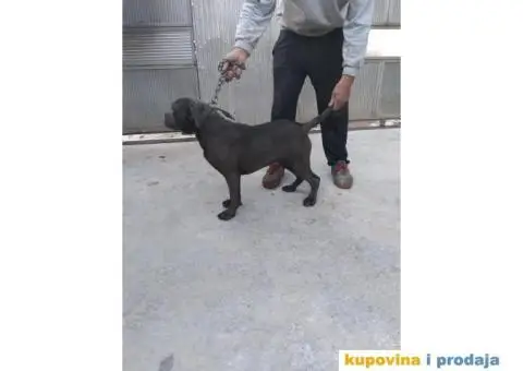 Prodaja Cane Corso pasa - 6/15