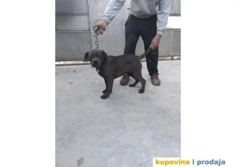 Prodaja Cane Corso pasa - 7/15