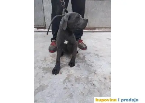 Prodaja Cane Corso pasa - 10/15