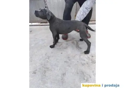 Prodaja Cane Corso pasa - 12/15