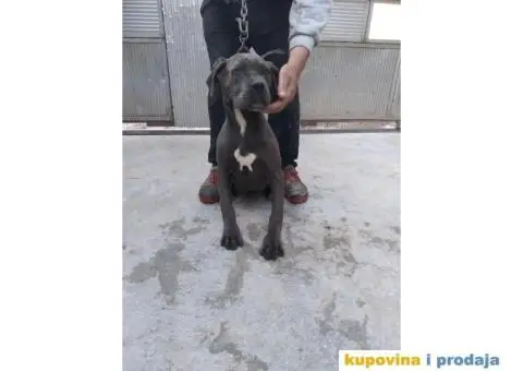 Prodaja Cane Corso pasa - 13/15