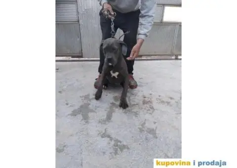 Prodaja Cane Corso pasa - 14/15