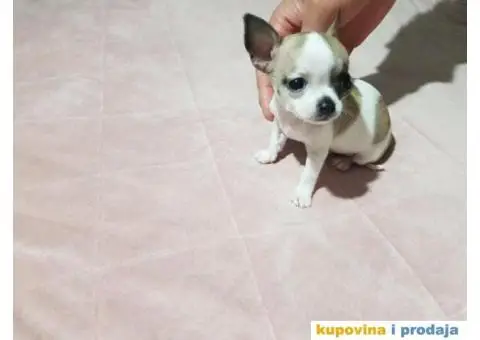 Mini chihuahue princess - 3/4