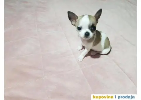 Mini chihuahue princess - 4/4