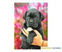 KANE KORSO CANE CORSO top leglo