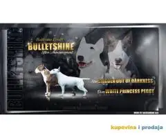 Bull terrier štenci