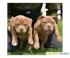 American Bully Pocket