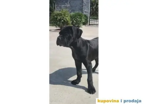 Cane Corso štene - 4/7