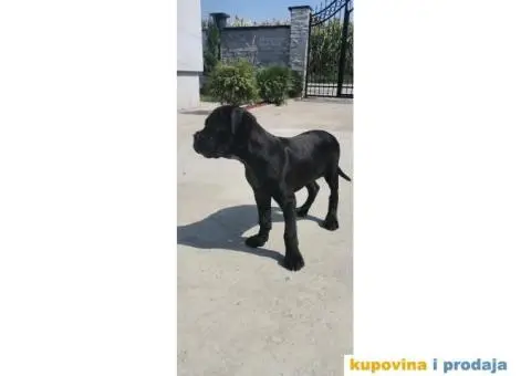 Cane Corso štene - 5/7