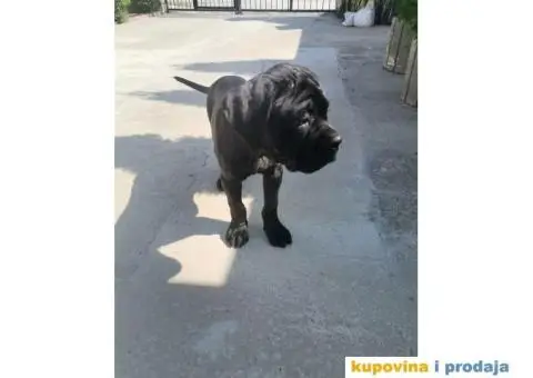 Cane Corso štene - 7/7