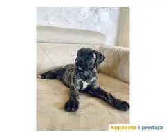 Presacanario