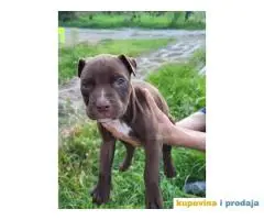 American PitBull Terrier Blue Nose na prodaju