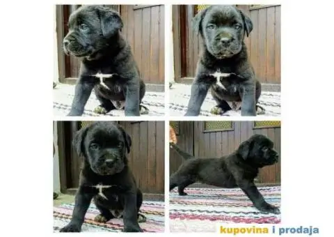 Cane Corso štenci - 2/11