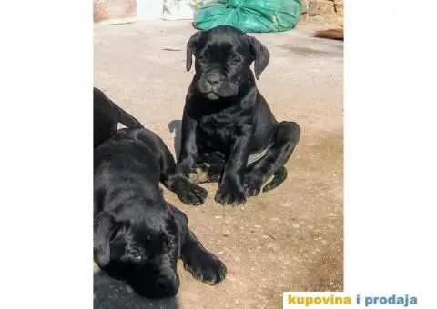 Cane Corso štenci - 5/11