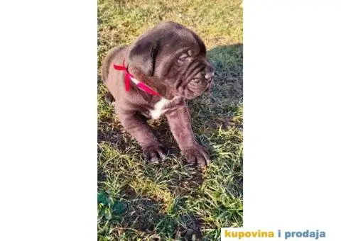 Cane Corso štenci - 6/11