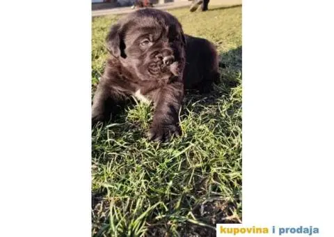 Cane Corso štenci - 7/11