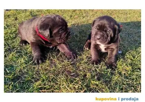 Cane Corso štenci - 9/11