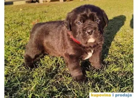 Cane Corso štenci - 10/11