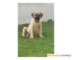 Presa Canario