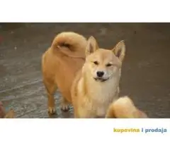 Shiba inu