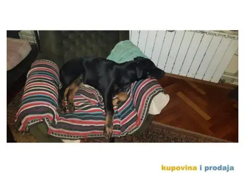 Na poklon stenci kombinacija Doberman tata i Crni vucjak mama - 3/6