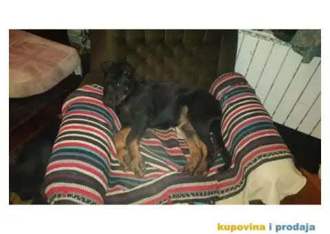 Na poklon stenci kombinacija Doberman tata i Crni vucjak mama - 4/6