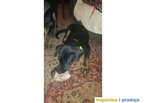 Na poklon stenci kombinacija Doberman tata i Crni vucjak mama - 5/6