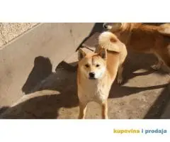 Shiba inu stenci