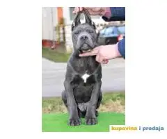 Stenci CANE CORSO od vrhunskih roditelja,