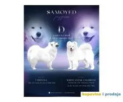 Samojed prelepi štenci