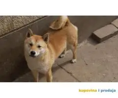 Shiba inu