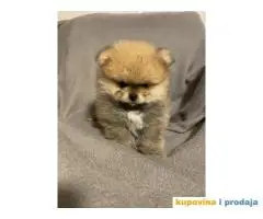 Pomeranian pomeranci boo spic