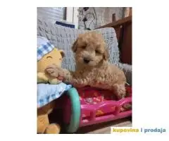 Decak Goldendoodle