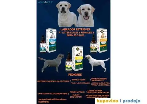 U ponudi štenci Labrador retrivera - 1/7