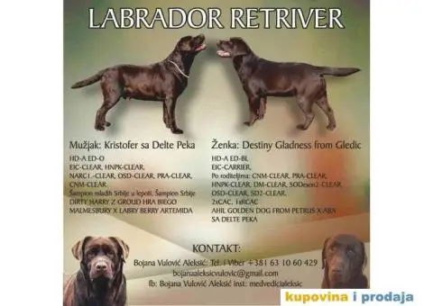 Prelepi stenci LABRADOR RETRIVERA odlicnog porekla - 1/11