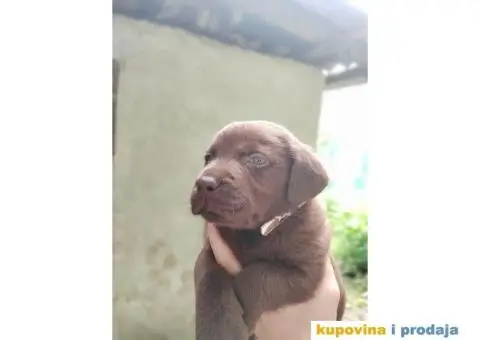 Prelepi stenci LABRADOR RETRIVERA odlicnog porekla - 7/11