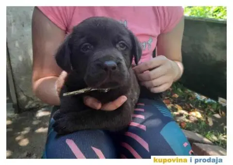 Prelepi stenci LABRADOR RETRIVERA odlicnog porekla - 8/11