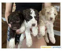 Lagotto Romagnolo štenci