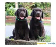 Labrador retriver čokoladno štene