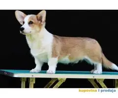 Velski korgi/Welsh Corgi Pembroke