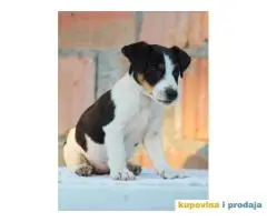 Stenci jack russel terijera