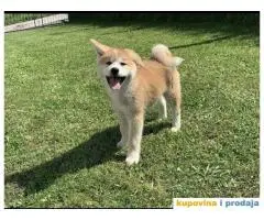 Akita Inu štenci