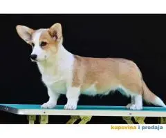 Velski korgi/Welsh Corgi Pembroke