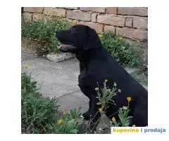 Labrador stene