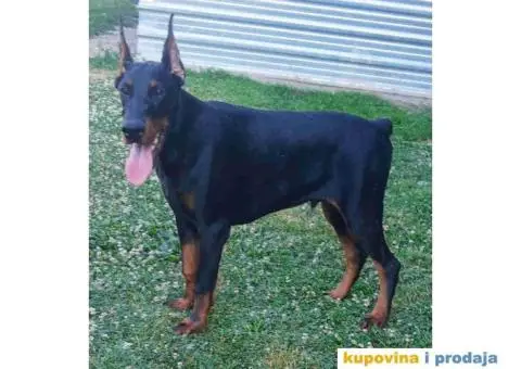 Doberman štenci vrhunskih krvnih linija - 2/8